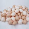Supplies Breeding Simulation Hen Poultry Fake Eggs Easter  Egg Artificial Eggs Educational Toy