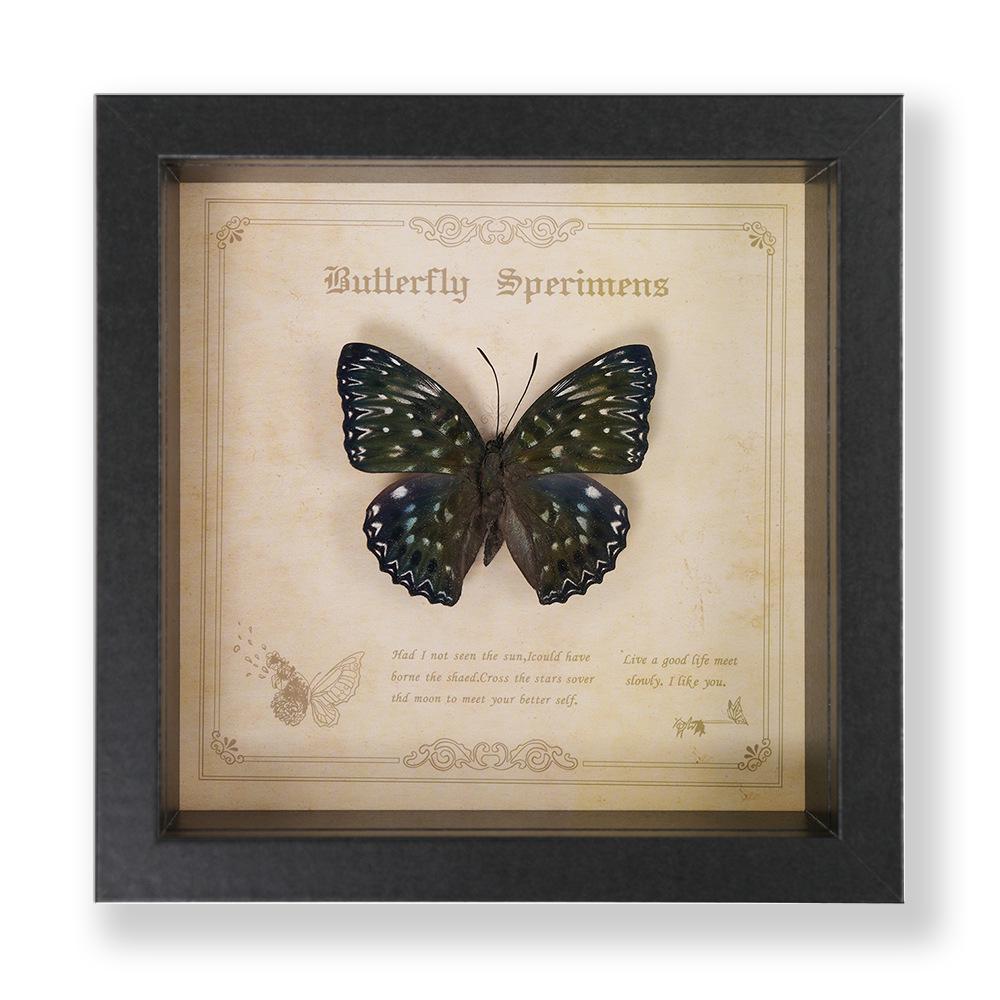 Green Banded Swallowtail Butterfly Specimen Decorative Painting - Real Insect for Display