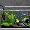Mini Aquarium Heater Fish Tank Aquatic Heater Submersible Thermostatic Heater Adjustable Temperature 18-34°C Suitable for 2L
