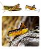 Wobbler Cavalletta Cavalletta Cicala Esca da Pesca Luccio Sandra 4Cm