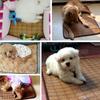Pet Cooling Bed Large Cats Dog Sleep Bed Indoor Sofa Cats for Indoor Home and Travel Reversible Mat