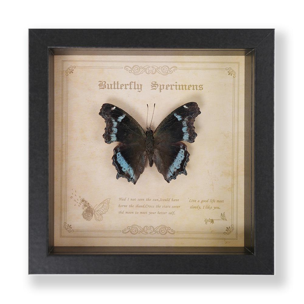 Green Banded Swallowtail Butterfly Specimen Decorative Painting - Real Insect for Display