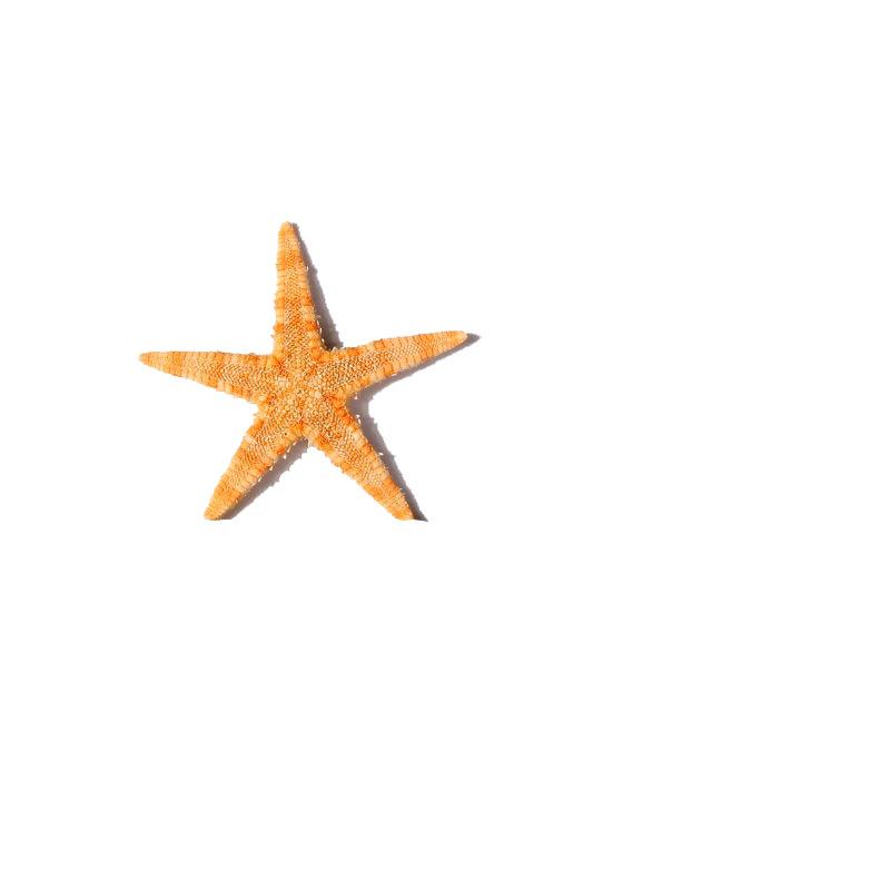 100Pcs/pack New Simulation Natural Starfish Micro Landscape DIY Hanging Photo Frames Candles Beach Handicrafts Home Decoration