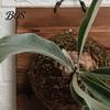 Easy Hang Plant Mount Staghorn Fern Mounting Kit Wooden Board Hanger Rustic Wall Decorative Planter for Ferns Orchids Air Plants Indoor Outdoor Decor
