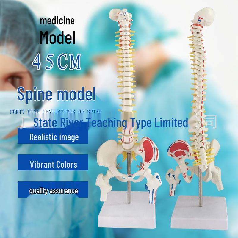 45CM Human Spine Model - Colored Orthopedic Vertebrae, Cervical & Lumbar Skeleton 45CM