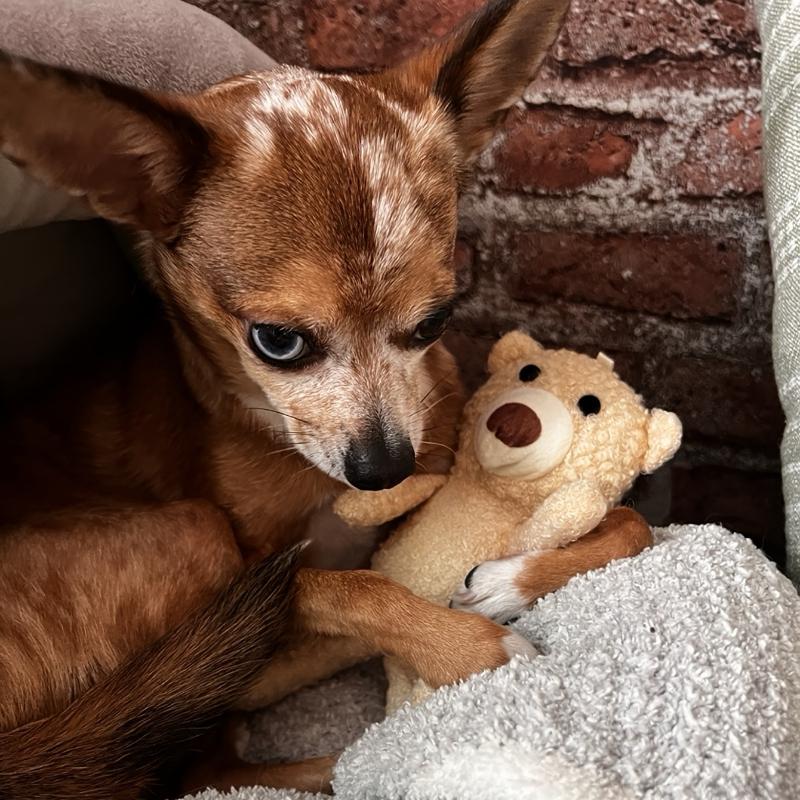1pc Calming Mini Bear Stuffed Toy For Dogs And Cats