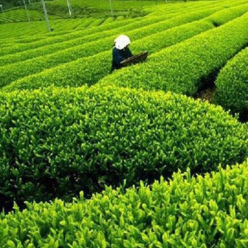 125g New Canned Biluochun Green Tea Ecology Weight Loss Tea Healthy Drink