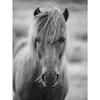 Černobílý portrét koně Plakátový tisk Plátno Malba Běžící koně Zvířecí nástěnné umění Obrázek pro pokoj na statku Domácí dekorace