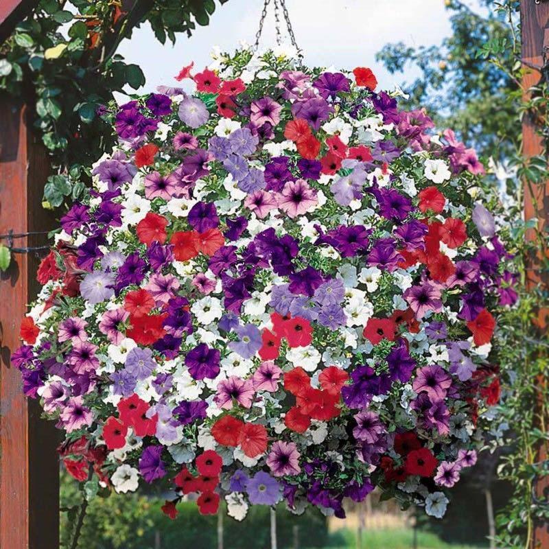Plantas e Flores: Petunia Petunias, Flower seeds, Flowers