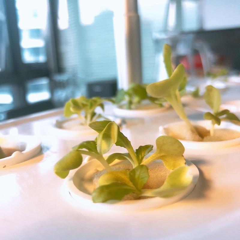 Smart Plant Growth Light Light Full Spectrum Plant Plant Plant Machine Hydroponický sázecí stroj