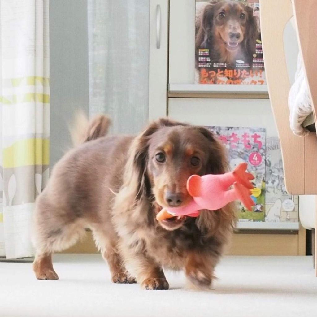 PLATZ PET Dog Toy Screaming Chicken Pink SUPPLISES&FUN