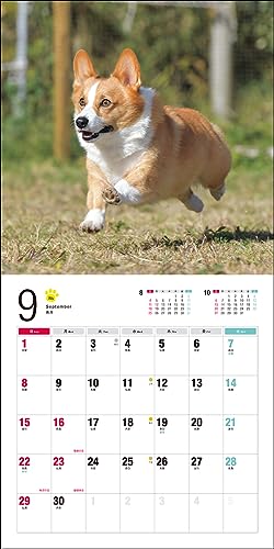 Calendar 2024 Corgi galez (Calendarul Seibundo Shinkosha)