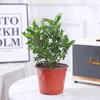 Hydroponic Fragrant Wood Indoor Plant | Insect & Mosquito Repellent | Evergreen Year-Round Desktop Decor