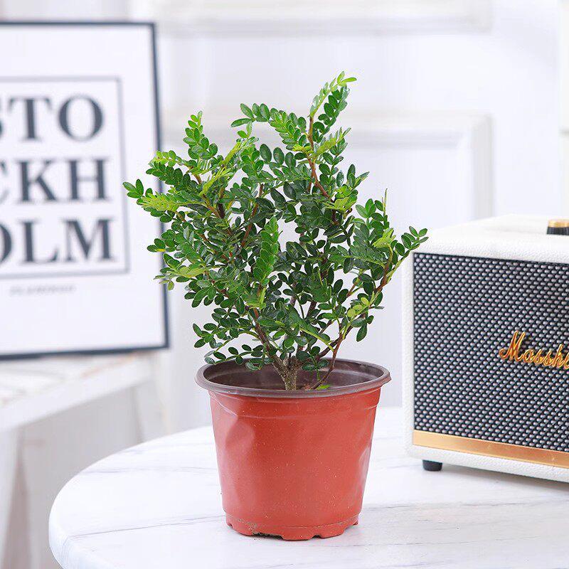 Hydroponic Fragrant Wood Indoor Plant | Insect & Mosquito Repellent | Evergreen Year-Round Desktop Decor