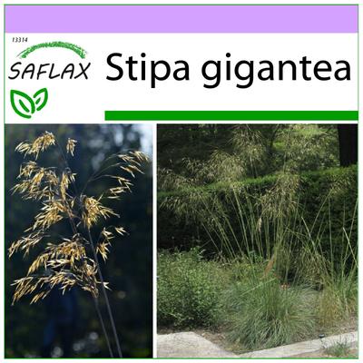 Péřovka obrovská - 10 semen - Stipa gigantea