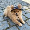 Exposed Ears Corduroy Dog Hat Breathable Pet Sun Hat Fashion Dog Sunscreen Hat  For Dogs Cats