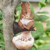 Cute Squirrel Tree Hanging Simulation Art Statue Animal Figurines  Parrot