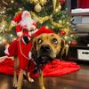 Haustier Hund Weihnachts Kostüm Weihnachtsmann Reitkostüm Haustierkleidung Reitendes Rentier Kostüm Haustier Weihnachtsprodukte