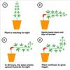 10 pièces Dispositif de pliage de plante Clip tomate en plastique, Clip de fixation anti-pliage de renforcement de branche, Clip de mise en forme de plante horticole pour protection de tige d'oreille
