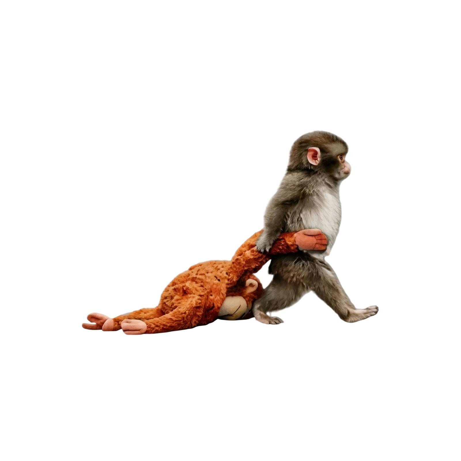 Monkey Smashes Car Window Decorative Stickers One Size