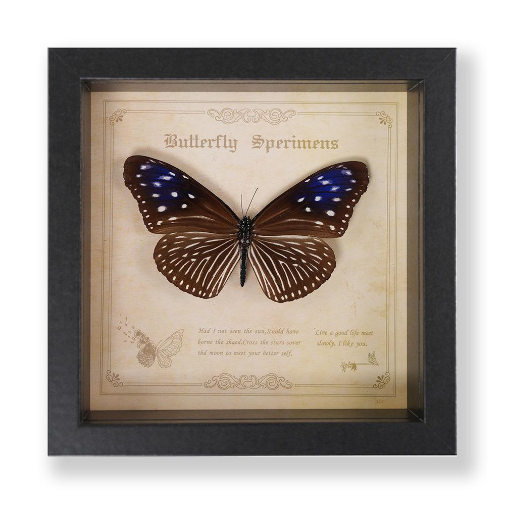 Green Banded Swallowtail Butterfly Specimen Decorative Painting - Real Insect for Display
