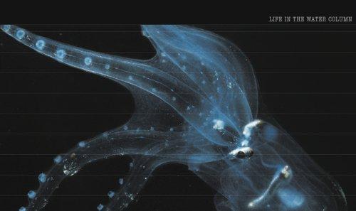 Deep Sea [The Strange and Colorful World of the Deep Sea]