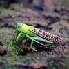 2Pcs Cartoon Locust Statue Vivid Animal Toys Creative Locust Animal Model  Garden