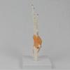 PVC Anatomical Hand Model With Functional Joints For Medicals Study And Artistic Anatomy