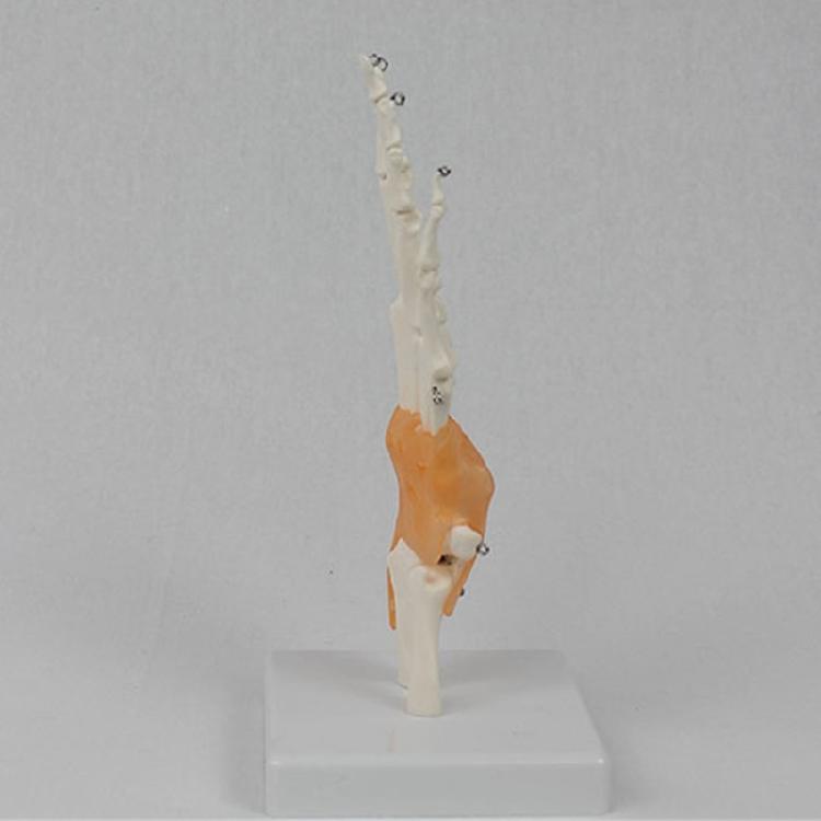 PVC Anatomical Hand Model With Functional Joints For Medicals Study And Artistic Anatomy