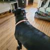 Individualistic Zinc Zinc Alloy Durable with  Dogs Chains Dogs Necklace Cat Collar Pet Accessories