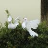 White Lifelike Artificial Bird Figurine Realistic Feathered Fake Peace Birds Ornaments for Christmas