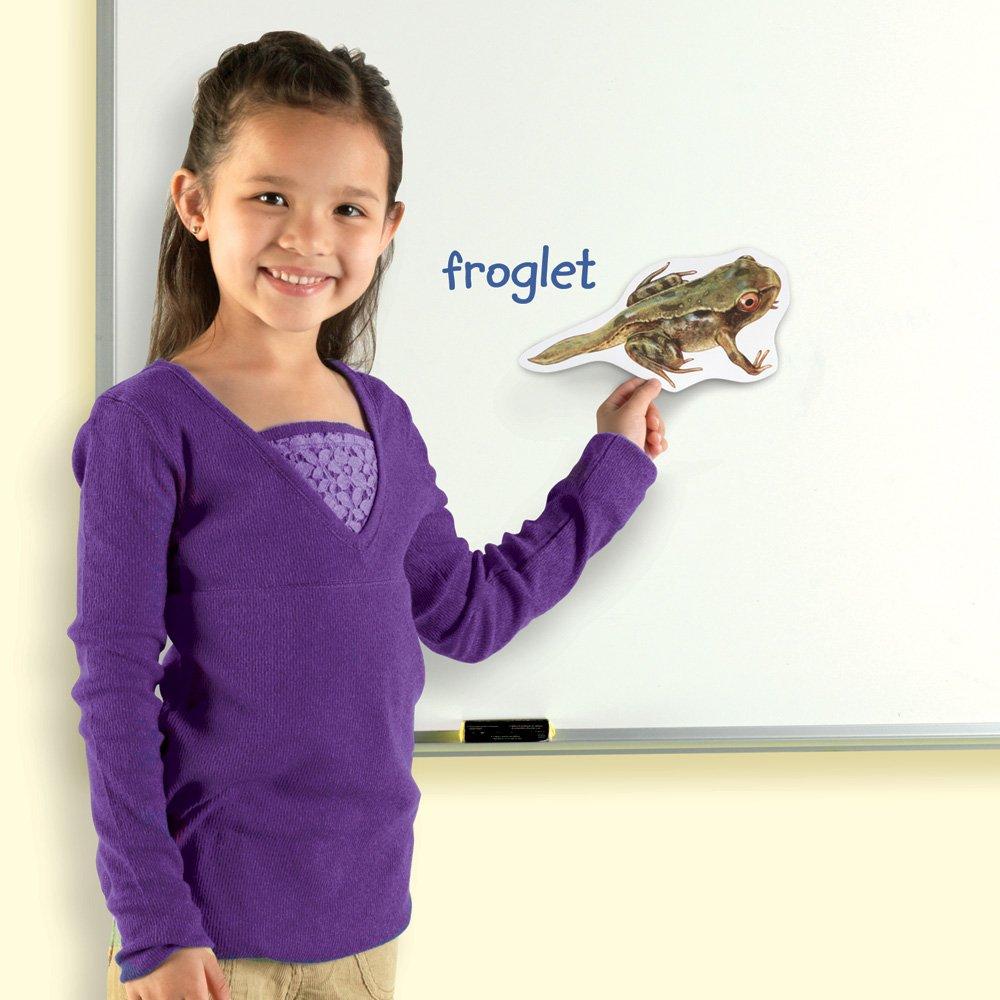 Learning Resources Giant Magnetic Frog Life Cycle LER 6041
