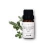 Aster Aroma - Organic Silver Fir Essential Oil Abies Alba