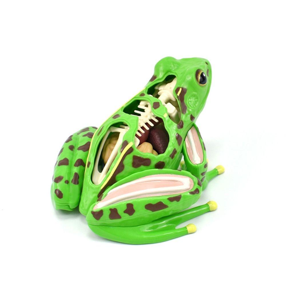 Detachable Biology Education Toy Early Learning Frog Dissection Model Frog Anatomy Model  Kids Toy