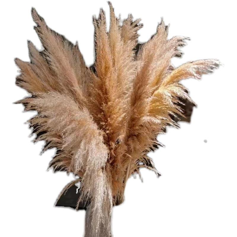 Extra Large Preserved Pampas Grass Bouquet for Nordic Style Decor