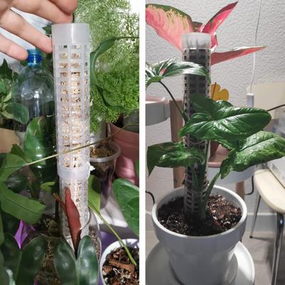 Colonne d'escalade pour plantes en plastique Tuteur pour plantes Sphaigne Support pour plantes Treillis Cadre Colonne en mousse d'eau Tuteur pour plantes grimpantes à fleurs en pot