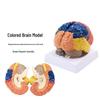 Anatomisch Menselijk Hersenenmodel voor Onderwijs met Functionele Gebieden - Gratis Verzending