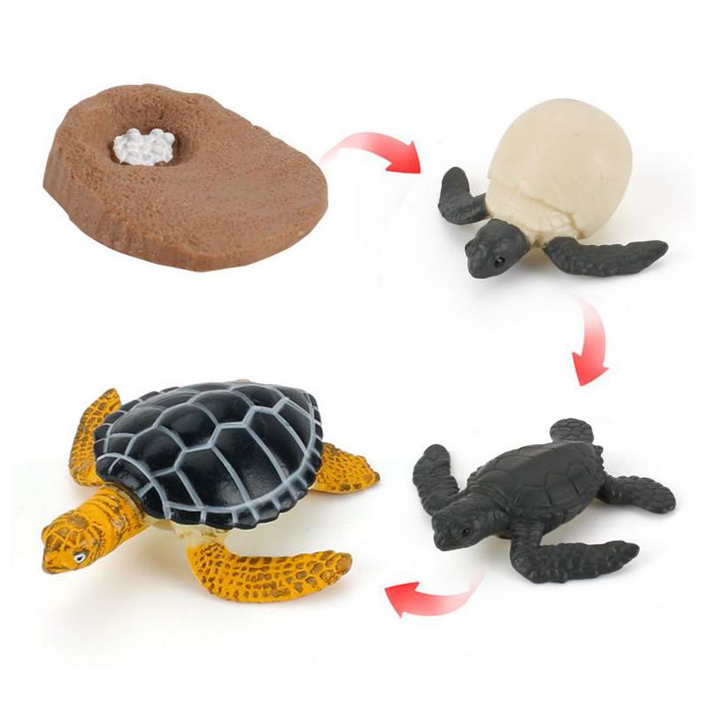 Enchanting Simulation Solid Turtle Chick Frog Animal Growth Cycle Montessori Teaching Aids For Unique Gifts And Decorative Accents