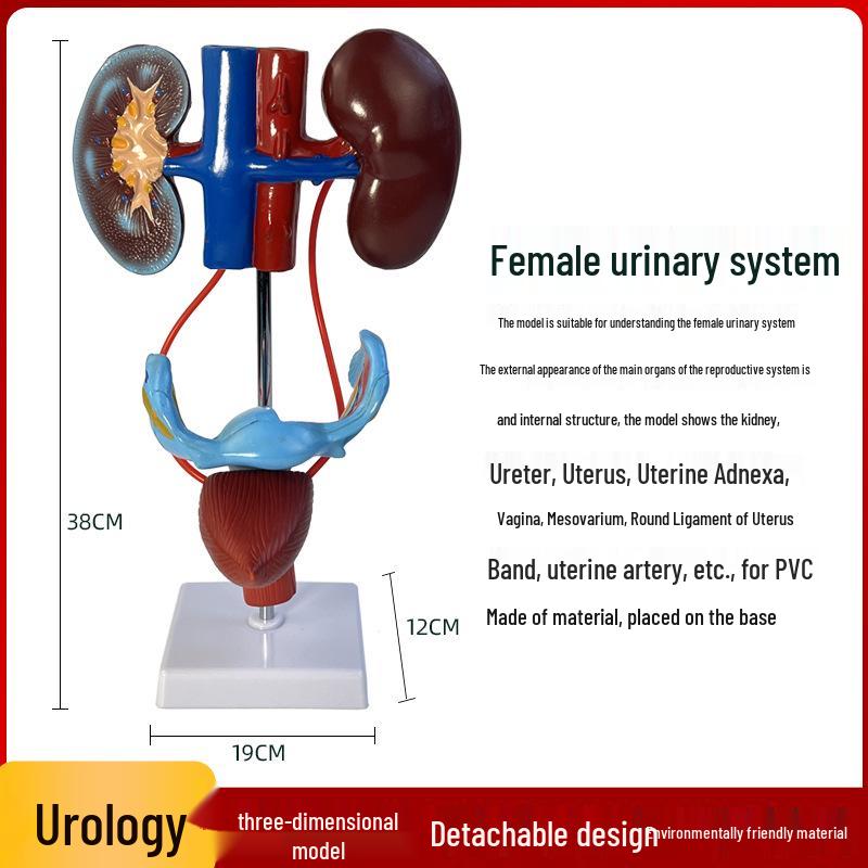 Modello Anatomico Genitourinario Maschile: Apparato Urinario Umano