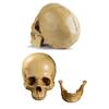 Model de craniu în mărime naturală, realist, detașabil, mandibulă, studiu educațional, anatomie, student, rășină, ornament, ornament, cadou de Halloween