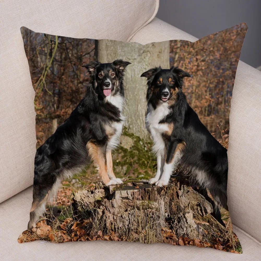 Trykt Putetrekk for Kjæledyr Skottland Border Collie Mykt Plysj Putetrekk Dekor Søtt Hundeputetrekk for Sofa Bil
