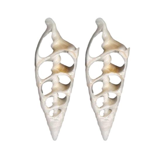 Center Cut Shells Natural Center Cut Sea Shells Pre-Cut Conch Slices for DIY Crafts Wind Chimes Coastal Home Decor Nautical Jewelry