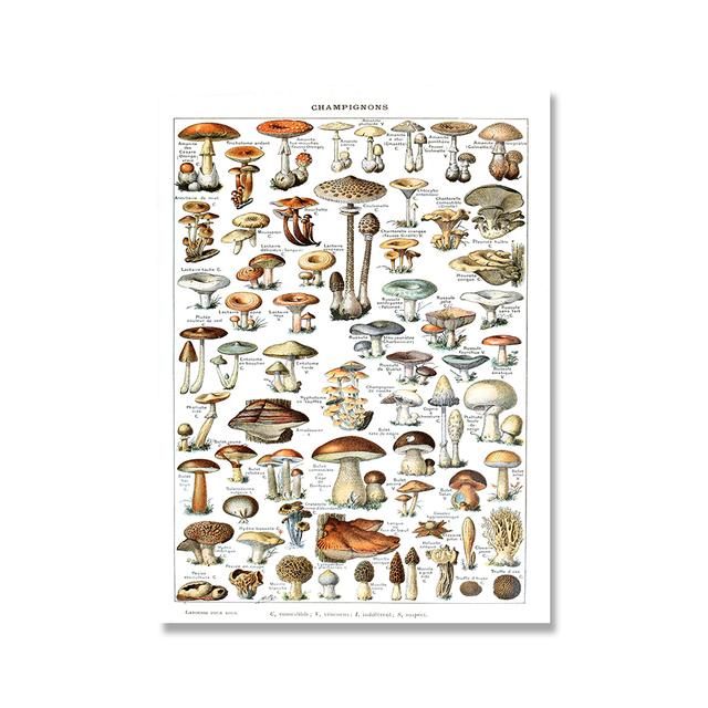 

Грибная Наука Иллюстрация Плакат Ботанический Принт Винтаж Антикварное Ботаническое Образование Настенная Картина на Холсте Картина Декор 21*30cm