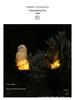 Solar Resin Owl Light - Outdoor Waterproof Landscape Garden Lamp
