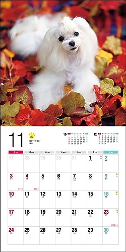 2024 Calendar Maltese (Seibundo Shinkosha Calendar)