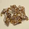 10Pcs Natural Ear Conch Shell Charms 15×25~20×31mm Spotted Seashell Pendants With Golden Bail For Beach Jewelry DIY
