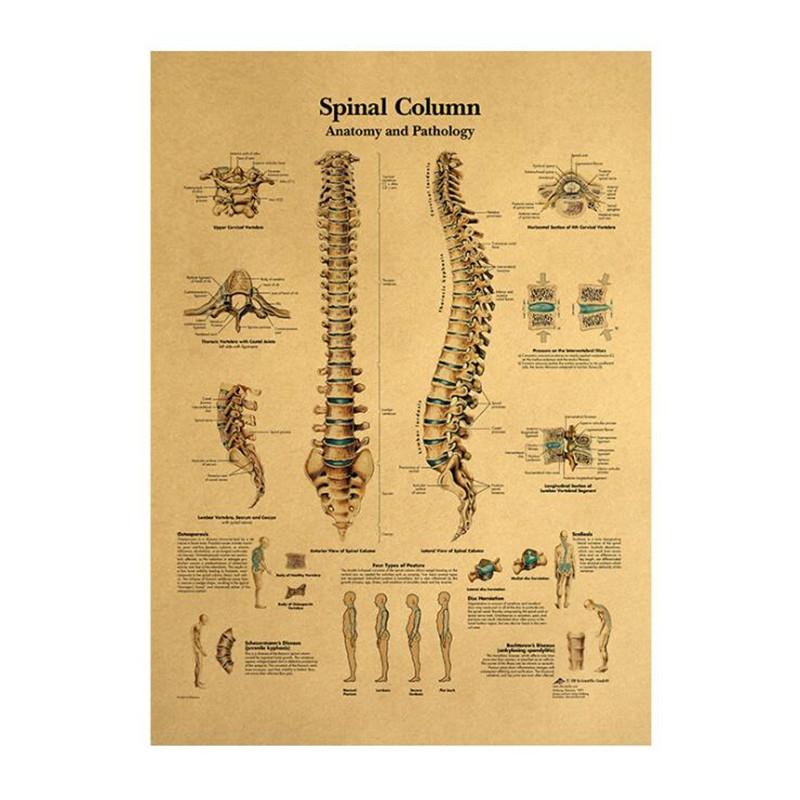

Будова тіла Скелет Нервова система Вінтажний плакат Медичний декораційний живопис Настінне мистецтво Картина Полотно Наклейки на стіну 50X70cm No Frame