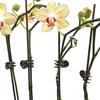 100Pcs Orchid Stem Clamp Versatile Stable Eco-friendly Plant Support Clips for Healthier Productive Plants