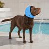 Noise Cancelling Ear Wrap, No Shake Dog Ear Muffs, Noise Reduction Earmuffs from Thunder Vacuum, Dog Calming Ear Wrap for Grooming Bathing Swimming