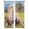 Großer Löwe liegt auf Savannengras Tüll Transparent Vorhänge für Wohnzimmer das Zimmer Schlafzimmer Küchendekoration Voile Organza Vorhänge